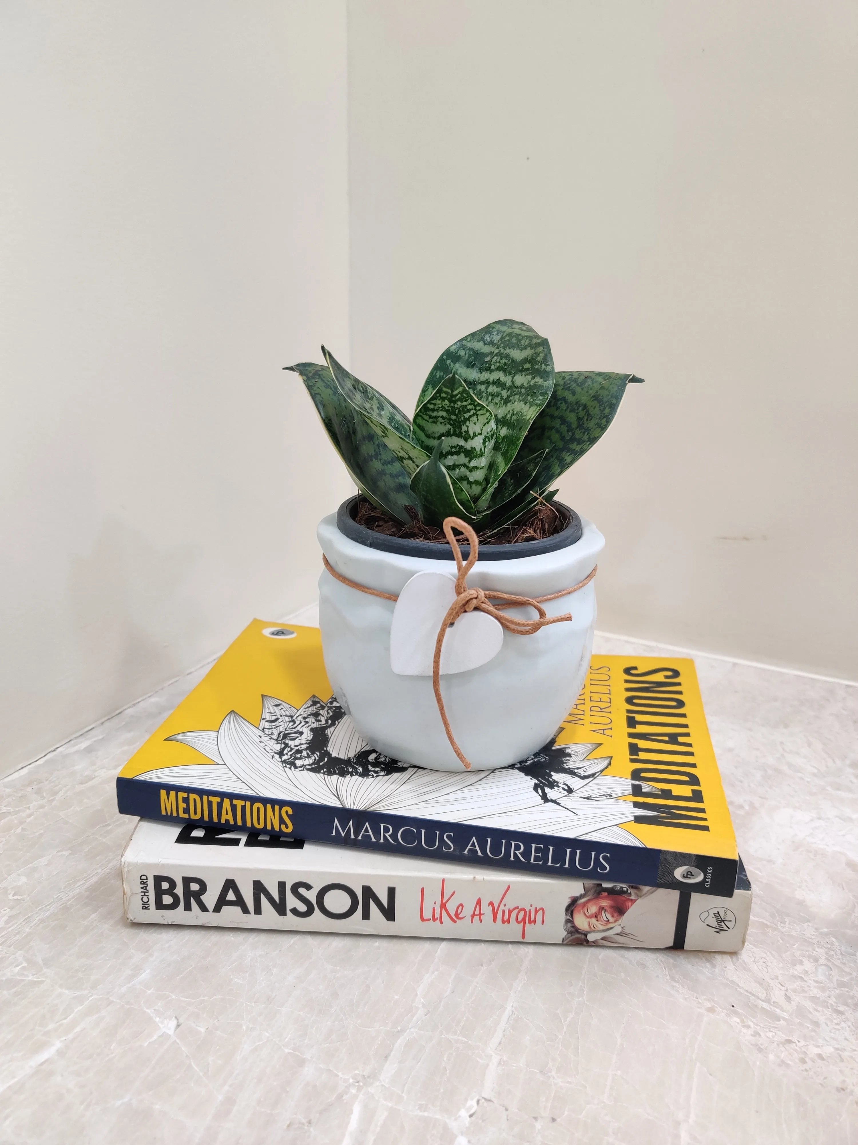 Snake Plant for Corporate Gifts