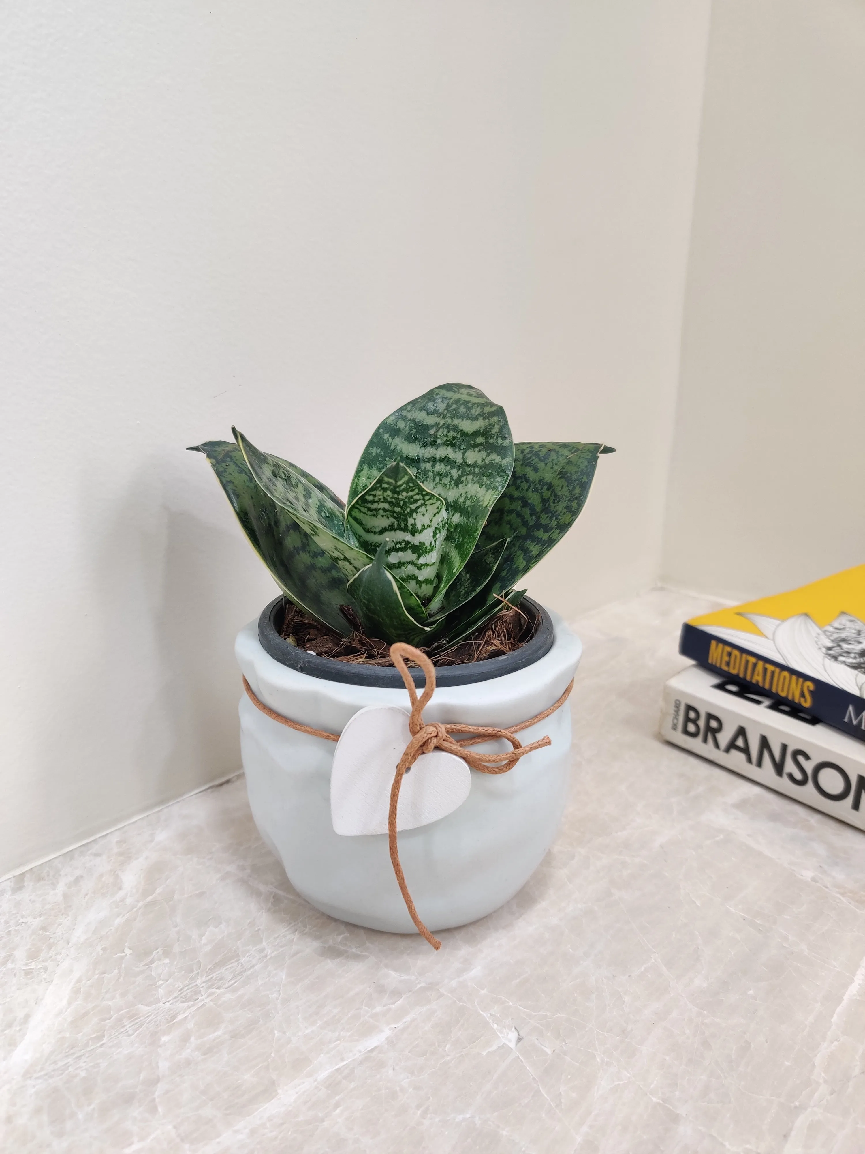 Snake Plant for Corporate Gifts
