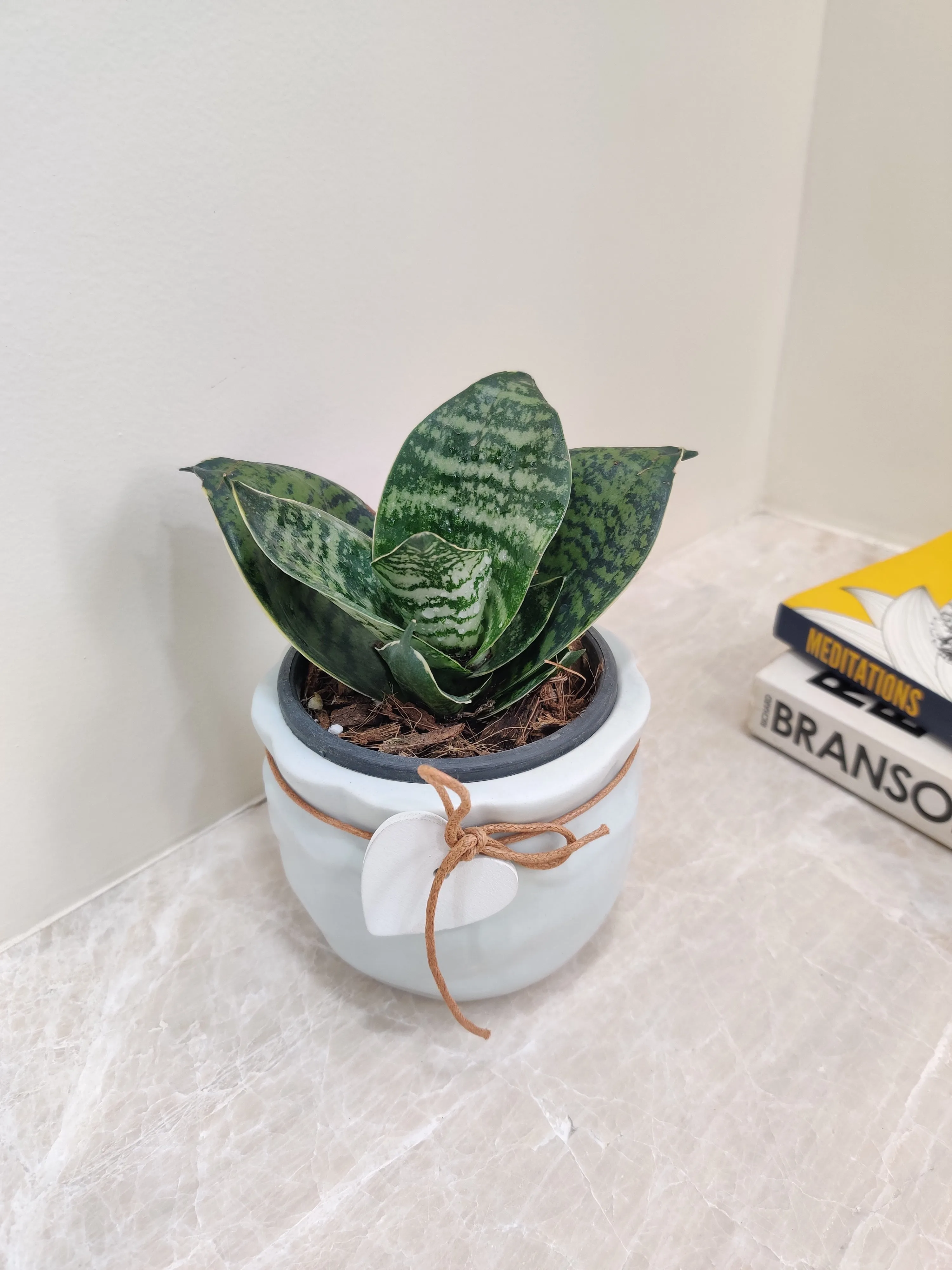 Snake Plant for Corporate Gifts